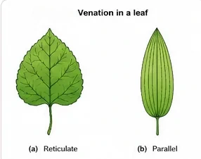 A reticulately veined leaf and a parallel-veined leaf side by side