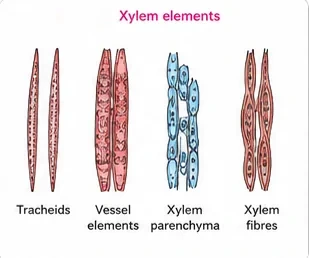 Tracheids with tapering ends, wide vessel elements, living xylem parenchyma cells and thick-walled xylem fibres