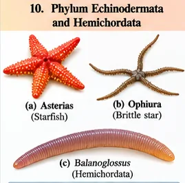 A five-armed red starfish Asterias, a thin-armed brittle star Ophiura, and the worm-like hemichordate Balanoglossus