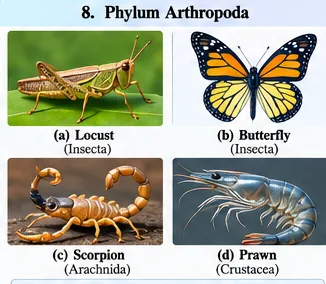 A locust and a butterfly (insects), a scorpion (arachnid) and a prawn (crustacean)