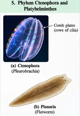 A glowing comb jelly Pleurobrachia with rows of ciliated comb plates, and a flat brown Planaria