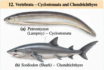 The eel-like jawless lamprey Petromyzon and the shark Scoliodon with fins and gill slits