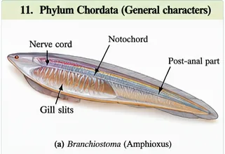 Side view of Branchiostoma (Amphioxus) with the dorsal nerve cord, notochord, pharyngeal gill slits and post-anal part labelled