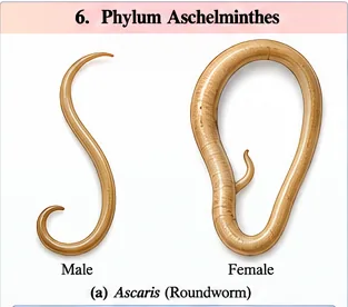 Male and female Ascaris roundworms; the male is smaller with a curved tail and the female is longer and straighter