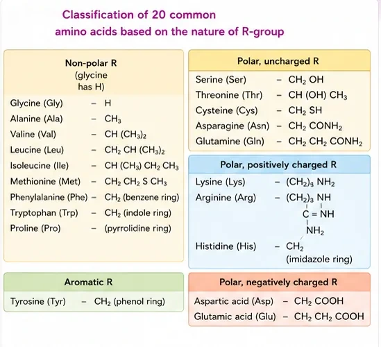 Table grouping the 20 amino acids by R group into non-polar, polar uncharged, positively charged, negatively charged and aromatic, with side chain formulas