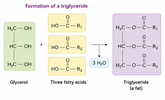 Glycerol plus three fatty acids react to form a triglyceride (fat) with release of three water molecules