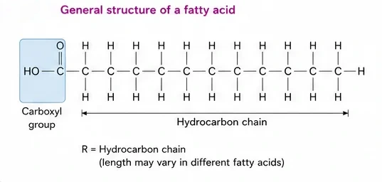 A fatty acid drawn as a carboxyl group attached to a long saturated hydrocarbon chain