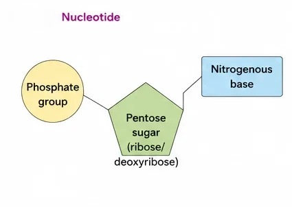 A nucleotide drawn as a phosphate group linked to a pentose sugar (ribose or deoxyribose), which is linked to a nitrogenous base