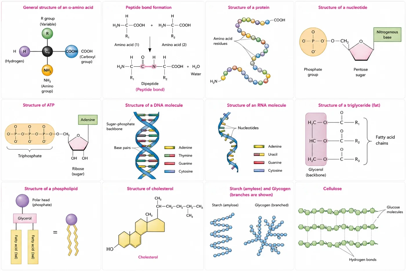 Twelve panels: alpha-amino acid, peptide bond formation, protein chain, nucleotide, ATP, DNA double helix, RNA, triglyceride, phospholipid, cholesterol, starch and glycogen, and cellulose