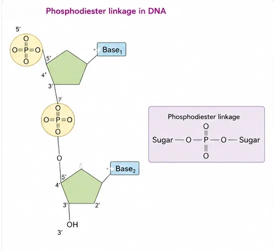 Two nucleotides joined through a phosphate that links the 3' carbon of the first sugar to the 5' carbon of the second sugar, with a summary box showing sugar–O–P–O–sugar