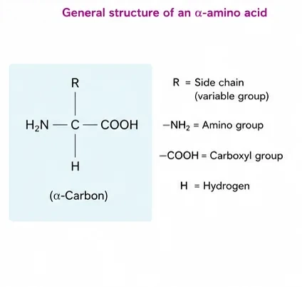 General formula of an alpha-amino acid: a central alpha-carbon bonded to an amino group, a carboxyl group, a hydrogen and a variable R side chain