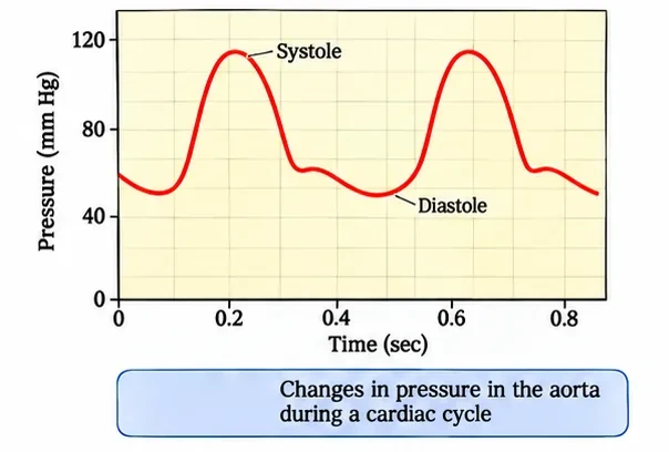 Graph of pressure in the aorta against time over two cardiac cycles, peaking near 120 mm Hg during systole and falling to about 80 mm Hg during diastole