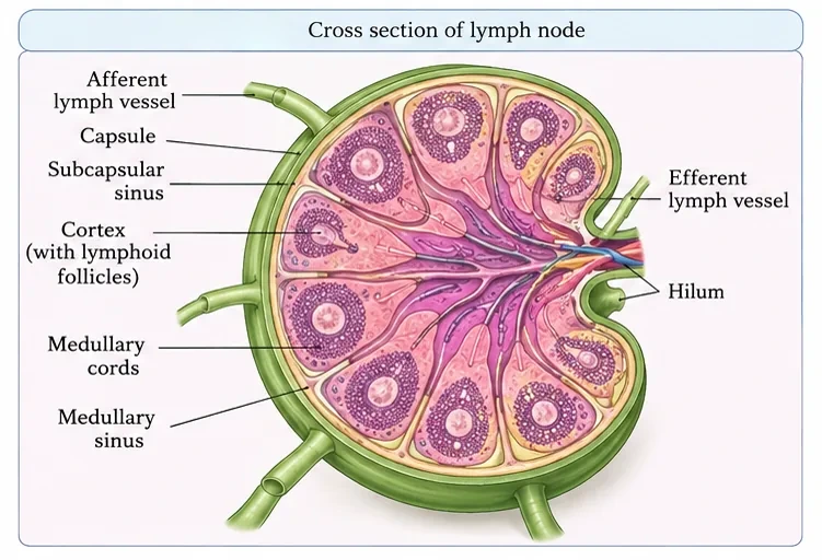 Cross-section of a lymph node with afferent lymph vessels, capsule, subcapsular sinus, cortex with lymphoid follicles, medullary cords, medullary sinus, hilum and efferent lymph vessel