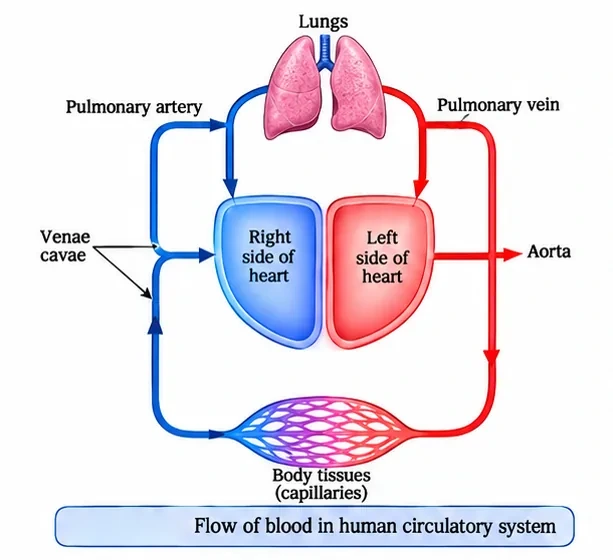 Diagram of double circulation: the right side of the heart sends blood through the pulmonary artery to the lungs and receives it from the venae cavae, while the left side receives blood from the pulmonary vein and sends it through the aorta to the body