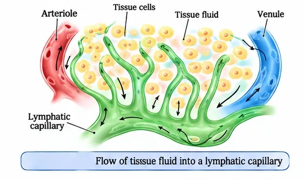 Fluid leaking from blood capillaries between an arteriole and a venule into the tissue spaces, where it is collected by blind-ended lymphatic capillaries