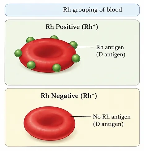 An Rh-positive red blood cell carrying Rh (D) antigens on its surface and an Rh-negative red blood cell without them