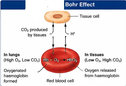 Diagram of the Bohr effect: carbon dioxide and hydrogen ions from a tissue cell cause a red blood cell to release oxygen, while in the lungs haemoglobin combines with oxygen