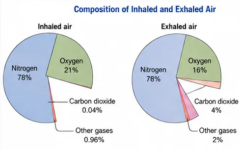 Two pie charts comparing inhaled air (about 78 percent nitrogen, 21 percent oxygen, 0.04 percent carbon dioxide) with exhaled air (about 78 percent nitrogen, 16 percent oxygen, 4 percent carbon dioxide)