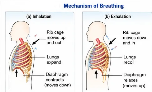 Two views of the chest during breathing: in inhalation the rib cage moves up and out, the lungs expand and the diaphragm contracts downwards; in exhalation the rib cage moves down and in, the lungs recoil and the diaphragm relaxes upwards