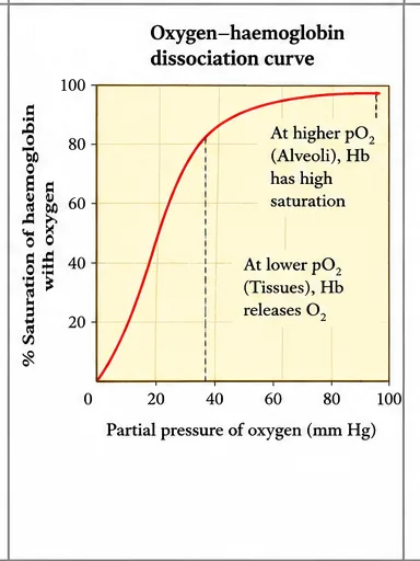 The oxygen–haemoglobin dissociation curve plotting percentage saturation of haemoglobin against partial pressure of oxygen, with high saturation in the alveoli and oxygen release in tissues