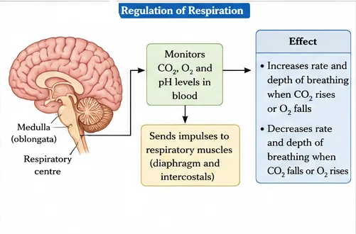 The respiratory centre in the medulla oblongata monitors carbon dioxide, oxygen and pH in blood and sends impulses to the diaphragm and intercostal muscles to change the rate and depth of breathing