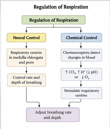 Flow chart of regulation of respiration by neural control (respiratory centres in medulla oblongata and pons) and chemical control (chemoreceptors detecting rise in CO2 and H+ or fall in O2)