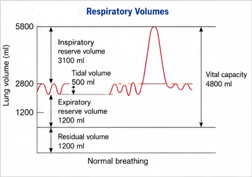 Spirometer tracing showing tidal volume, inspiratory reserve volume, expiratory reserve volume, residual volume and vital capacity