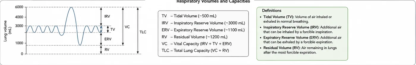 Spirometer graph with tidal volume, inspiratory reserve volume, expiratory reserve volume, residual volume, vital capacity and total lung capacity, alongside a key and definitions