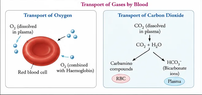 Transport of oxygen dissolved in plasma and combined with haemoglobin in red blood cells, and transport of carbon dioxide as carbamino compounds and bicarbonate ions