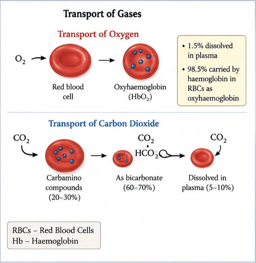 How blood carries oxygen as oxyhaemoglobin and in plasma, and carbon dioxide as carbamino compounds, as bicarbonate and dissolved in plasma