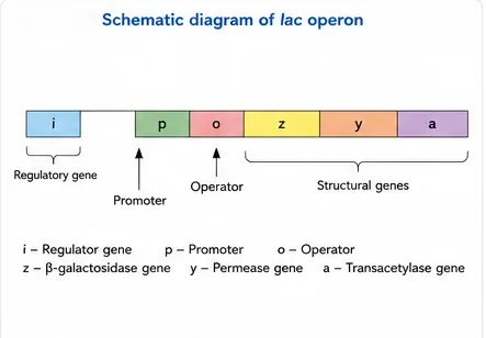 Schematic diagram of the lac operon showing the regulatory gene i, promoter p, operator o and the structural genes z, y and a