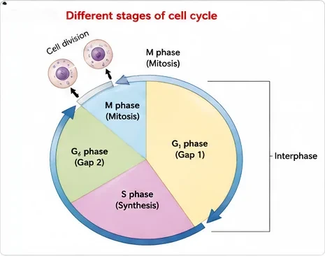 Pie diagram of the cell cycle showing G1 phase, S phase and G2 phase forming interphase, followed by the M phase in which the cell divides