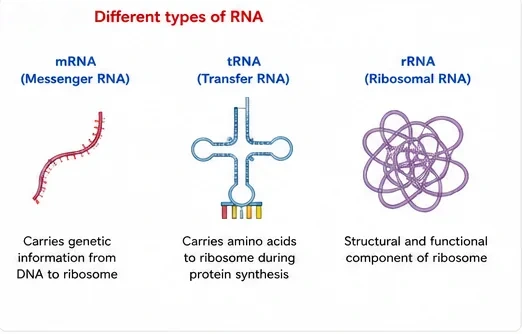 Three types of RNA: messenger RNA carrying genetic information, transfer RNA with its cloverleaf shape carrying amino acids, and ribosomal RNA forming part of the ribosome
