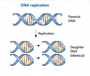 A parental DNA double helix replicating into two identical daughter DNA molecules
