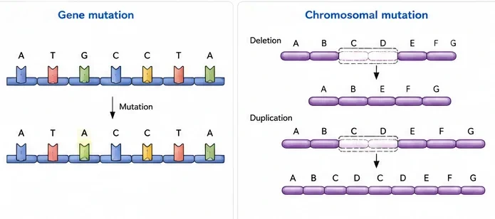 Left: a gene mutation in which one base in a DNA sequence is changed. Right: chromosomal mutations showing deletion of a segment and duplication of a segment