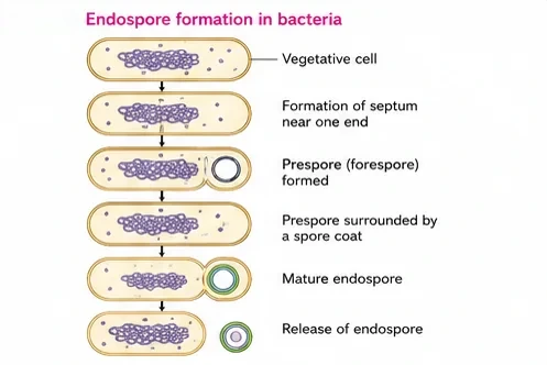 Six stages: vegetative cell, septum formation near one end, prespore formed, prespore surrounded by a spore coat, mature endospore, and release of the endospore
