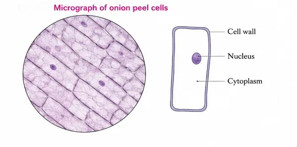 A circular micrograph of brick-like onion peel cells with nuclei, beside a single labelled cell showing cell wall, nucleus and cytoplasm