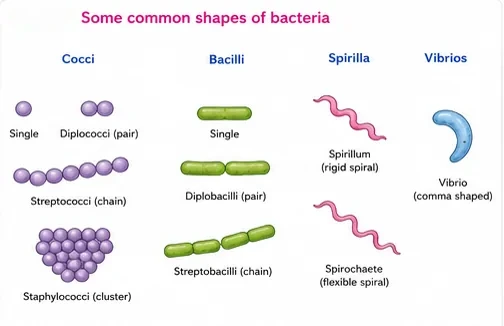 Cocci as single, diplococci, streptococci in chains and staphylococci in clusters; bacilli as single, pairs and chains; spirillum and spirochaete spirals; and a comma-shaped vibrio