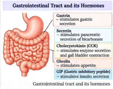 The stomach and intestines with labels for gastrin, secretin, cholecystokinin, ghrelin and gastric inhibitory peptide and their actions