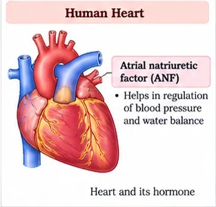 The human heart with a note that the atria secrete atrial natriuretic factor (ANF), which helps regulate blood pressure and water balance
