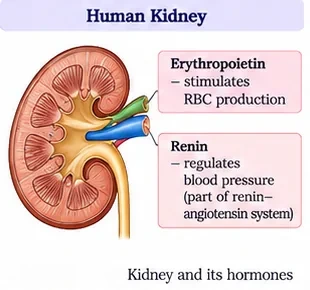 Section of the kidney with notes on erythropoietin, which stimulates red blood cell production, and renin, part of the renin–angiotensin system regulating blood pressure