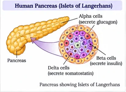 The pancreas with an enlarged Islet of Langerhans showing alpha cells secreting glucagon, beta cells secreting insulin and delta cells secreting somatostatin
