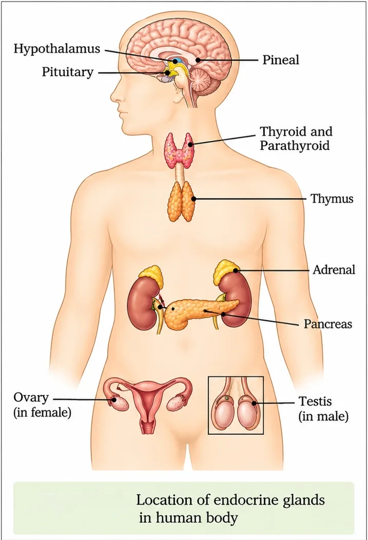 Outline of the human body showing the hypothalamus, pituitary, pineal, thyroid and parathyroid, thymus, adrenal glands, pancreas, ovary in females and testis in males
