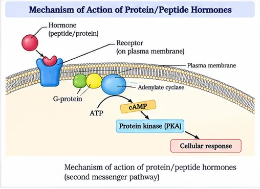 A peptide hormone binding a receptor on the plasma membrane, activating a G-protein and adenylate cyclase to make cyclic AMP from ATP, which activates protein kinase and a cellular response