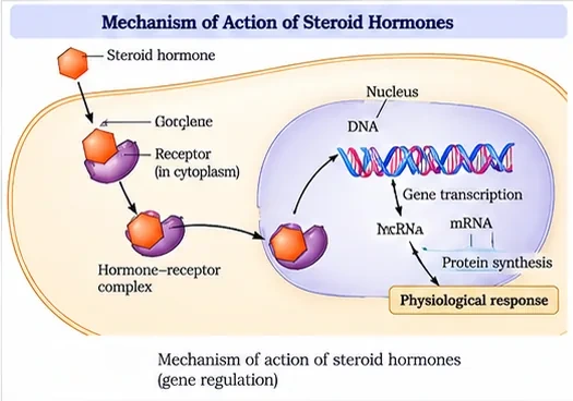 A steroid hormone crossing the plasma membrane, binding an intracellular receptor, and the hormone–receptor complex entering the nucleus to regulate gene transcription and protein synthesis