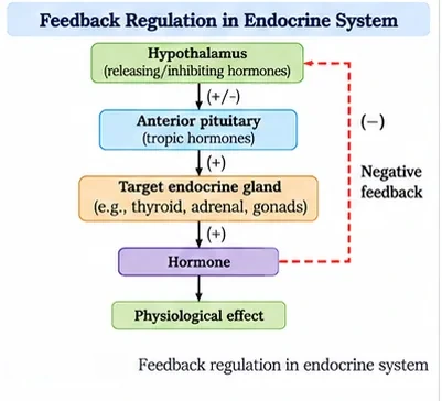 Feedback regulation: the hypothalamus releases hormones acting on the anterior pituitary, which releases tropic hormones acting on a target gland, whose hormone produces a physiological effect and feeds back negatively on the hypothalamus