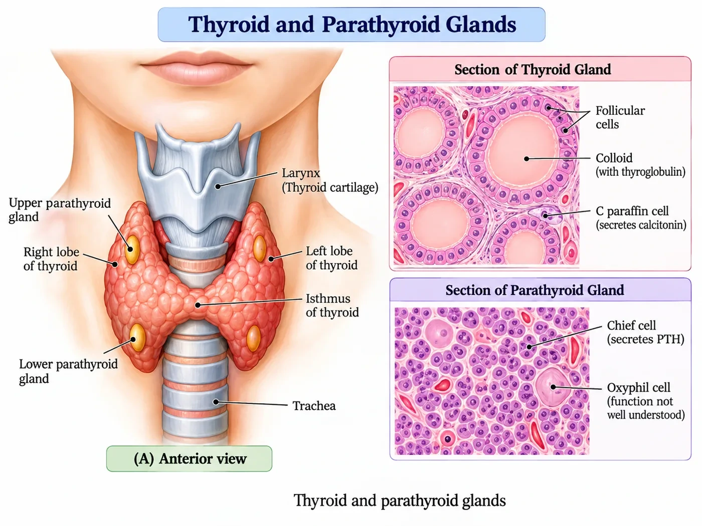 Anterior view of the thyroid gland with its lobes and isthmus on the trachea and four parathyroid glands on its back, beside microscope sections showing thyroid follicles with colloid and parafollicular C cells, and parathyroid chief cells