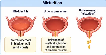Three stages of micturition: the bladder fills and stretch receptors send signals, the urge to pass urine arises, and the urethral sphincter relaxes while bladder muscles contract to release urine