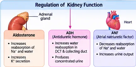 Three hormones regulating kidney function: aldosterone from the adrenal gland increases Na+ and water reabsorption; ADH increases water reabsorption in the DCT and collecting duct; ANF from the heart decreases Na+ and water reabsorption