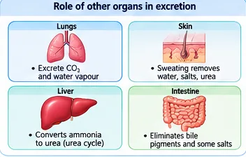 Four organs that help excretion: lungs excrete carbon dioxide and water vapour, skin removes water, salts and urea in sweat, liver converts ammonia to urea and the intestine eliminates bile pigments